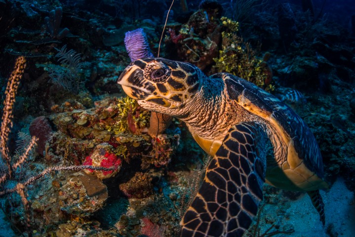 Rescue The Planet - Utiliza una botella reusable y reduce el consumo de  plástico de un solo uso. Cuéntale a un amigo este dato y compra ya tu botella  reutilizable, como acero