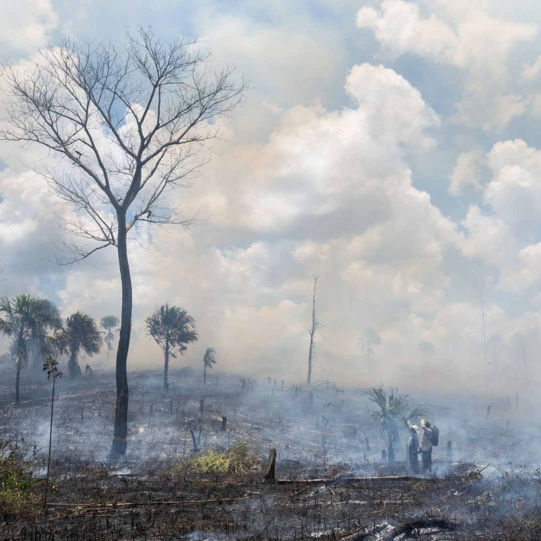 STORYTELLING FOR CONSERVATION Image
